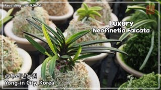 [두리난 농원] 3편- 취미가의 애배품, Luxury Neofinetia falcata    [화이 난초 이야기]