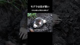 モグラは目が悪い　#モグラ #視力 #動物雑学 #自然の驚異 #生き物の秘密 #ずんだもん #VOICEVOX #ショート動画 #地下生活 #進化　VOICEVOX:ずんだもん