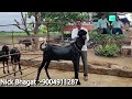 Mohite Beetal Goat farm - Highlight