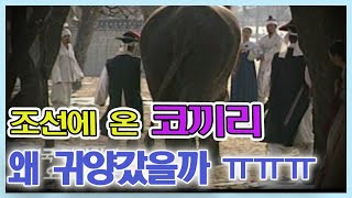 조선시대 형사재판받고  귀양간 코끼리, 사건의 전말 [추억의 영상] KBS 방송