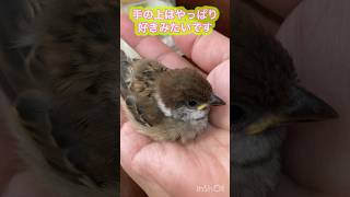 成長したかな？#すずめ#ひな#鳥#とり #赤ちゃん#ベビー#餌やり#baby #雀#スズメ#保護#可愛い#bird#sparrow