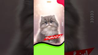 گربه مینیاتوری واقعا هست⁉️ #گربه #شورت