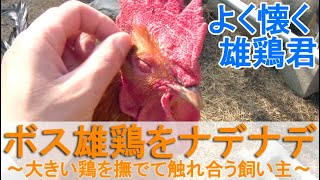 ボス雄鶏をナデナデ～大きい名古屋コーチンを撫でてニワトリと触れ合う飼い主～