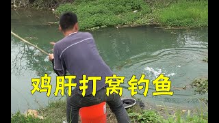 野钓：鸡肝打窝10多分钟后开钓，阿琪赚大了，连上几条大货，过瘾fishing share【农村阿琪】