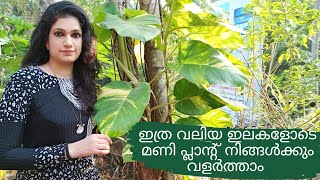 ഇത്ര വലിയ ഇലകളോടെ മണി പ്ലാന്റ് നിങ്ങൾക്കും വളർത്താം | how to grow money plant with big leaves