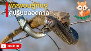 พังพอนสู้กับงู คู่ปรับตลอดกาล ทำไมงูถึงต้องสู้กับพังพอน? King cobra Vs Mongoose