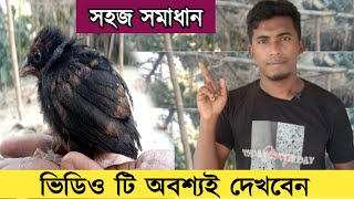 ১-৩০ দিন বয়সের বাচ্চার ঝিমানো ও পাখা বড় হওয়া রোগের সমাধান| farming income | local chicken