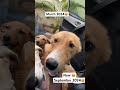 My Dogs growth over 6 months😍 | Forever Young😍 Dogs Playing Funny Video #music #shortsvideo #dog