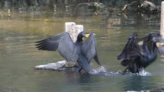 カワウの若鳥　Great cormorant