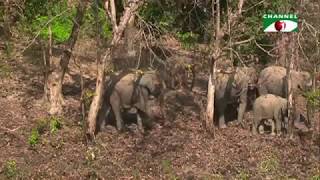 ইকো সিস্টেম রক্ষায় যেকোনো মূল্যে হাতি সংরক্ষণের তাগিদ