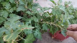 How to get rid of Parasite Plant | Save Your Plants from Parasite Plant | Amar Bel | Cuscuta Reflexa