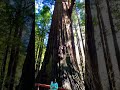 Brotherhood Tree at Trees of Mystery #travel #explorecalifornia #redwoodsnationalpark #redwood