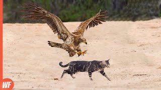 When Hawks Attack Cats..No Escape