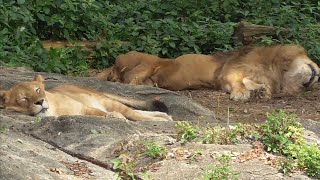 ライオン　サンくんとルナちゃん　なかよくお昼寝です　【東山動植物園】　Lion Sun-kun Luna-chan Higashiyama Zoo