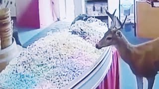 A Deer decided to visit a neighborhood Candy Store in Ocean shores, Washington