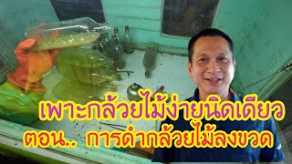 เพาะเมล็ดกล้วยไม้ง่ายนิดเดียว.. ตอนการดำกล้วยไม้ลงขวด