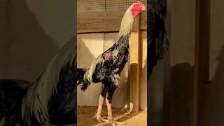 O Shamo Quality Male #shorts #shortvideo #youtubeshorts #Aseel #shamo #shamoaseelrooster