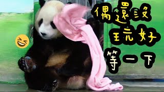 圓寶用毛巾擦澡，圓寶擦得超仔細|熊貓貓熊The Giant Panda Yuan Yuan and Yuan Bao|台北市立動物園