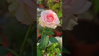 AI generated video #ai #rose