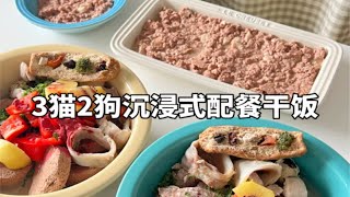 森尼和小莱｜Vlo.126 五只猫狗的沉浸式配餐干饭