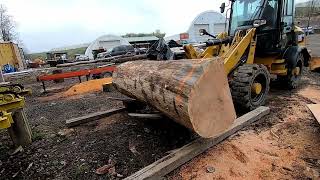 sawing the biggest pin oak log ever # 694