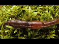 earthworm love is cuddly ... and complicated deep look