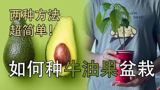 【Vlog】如何种牛油果盆栽 | How to grow your own avocado tree | Two easy methods 042