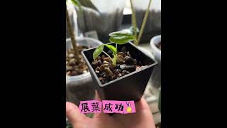 子球敷出斑葉絨葉觀音蓮#plants #觀葉植物 #alocasia #greenvelvet #garden #園藝 #balcony