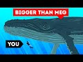 The Largest Sea Creature Ever | Size Comparison