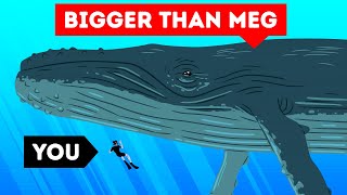 The Largest Sea Creature Ever | Size Comparison