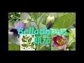 《靈丹妙藥的同類療法》 ep042 belladonna 顛茄