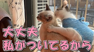 去勢手術後に体調を崩してしまった子猫に兄妹猫が優しく寄り添う