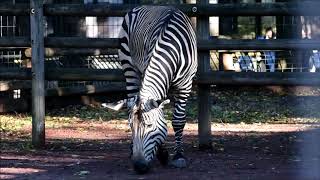 夢見ヶ崎動物公園の動物たち 2017年10月23日