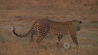 Leopard vs Cheetah  Spotting the difference