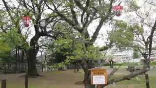 香川県丸亀市【平成２７年・丸亀城桜まつり】丸亀城ソメイヨシノ開花基準木