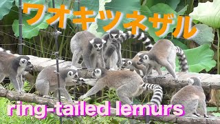 ワオキツネザルがたくさん（上野動物園）Lots of ring-tailed lemurs