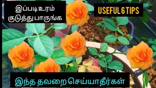 #Rose plant Tips புதிய ரோஜா செடி சீக்கிரம் தளிர்விட 7 டிப்ஸ்  Rose plant growing Tips in tamil