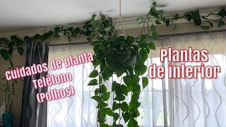 PLANTA TELEFONO (POTHOS) TIPS BASICOS 🪴 PLANTAS DE INTERIOR 🪴 NO LAS DEJES MORIR 🌱