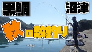 【紀州釣り】ダンゴの本領発揮！黒鯛連発を誘発した方法【黒鯛釣り】【釣武者】