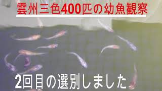 雲州三色メダカ　孵化後2ヶ月の色や柄の変化を見ました。赤白単色を中心にハネて選別しました。