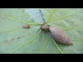 euglandina rosea férussac 1821 rosy wolfsnail devours exotic bradybaena similaris