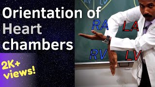 Orientation of Heart Chambers | Air Anatomy