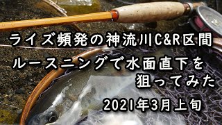 【自作の竹竿で釣りをする】ライズ頻発の神流川Ｃ＆Ｒ区間／ルースニングで水面直下を狙ってみた／2021年3月フライフィッシング