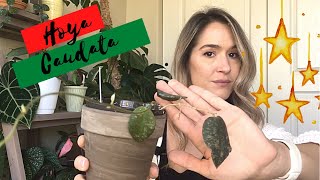 Hoya Caudata | Happy Hoya-Days: Day 5 | Vlogmas 2020