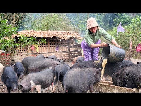 Raising wild boars, cooking food, eating alone, and taking care of piglets