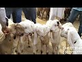 ajmer bakra mandi live update 21 01 2025 rajasthan goat market latest update cover with price 4500