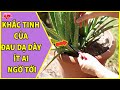 Cách Chữa Bệnh Đau Dạ Dày Tại Nhà Bằng Nha Đam Cực Đơn Giản - Khắc Tinh Của Bệnh Dạ Dày