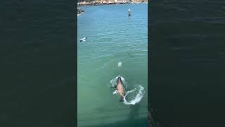 Sea lion kills a Seagull for stealing his food