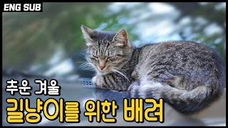 What we can do for winter season street cats