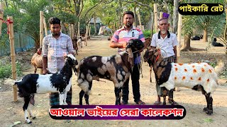 মানে ভালো দামে কমে পাচ্ছেন আকর্ষণীয় চমৎকার তোতাপুরী,হরিয়ানা,বিটল,গুজরি দুধের,গাভীন ও পাঠা ছাগল।